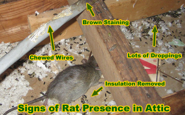 How To Get Rid Of Rats Rat Removal Trapping Prevention Tips